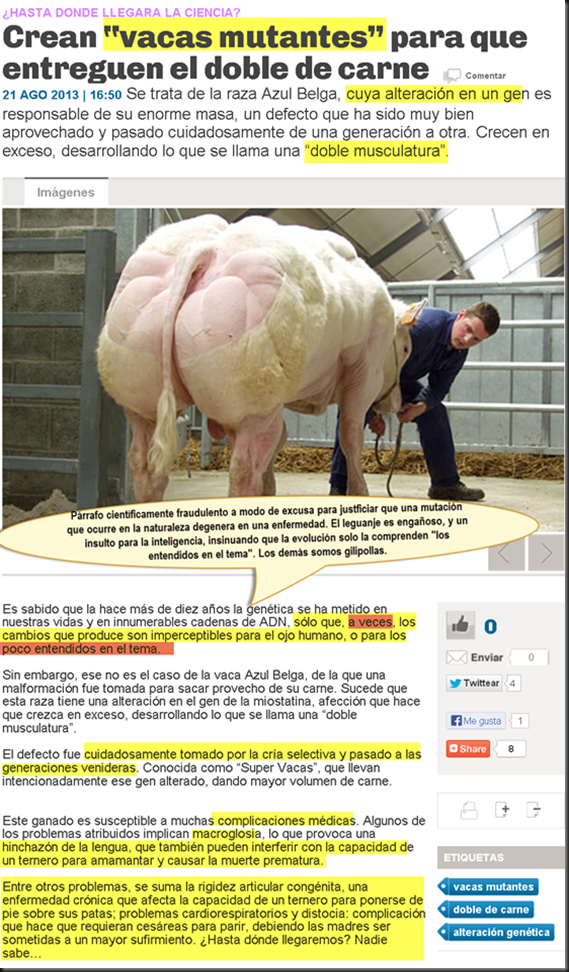 Las vacas “azul belga”: Otra mutación perjudicial Image_thumb6